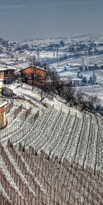Festa del Barolo